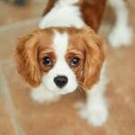Cavalier King Charles Spaniel