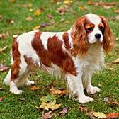 Portret Cavalier King Charles Spaniela