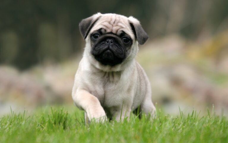 Mops