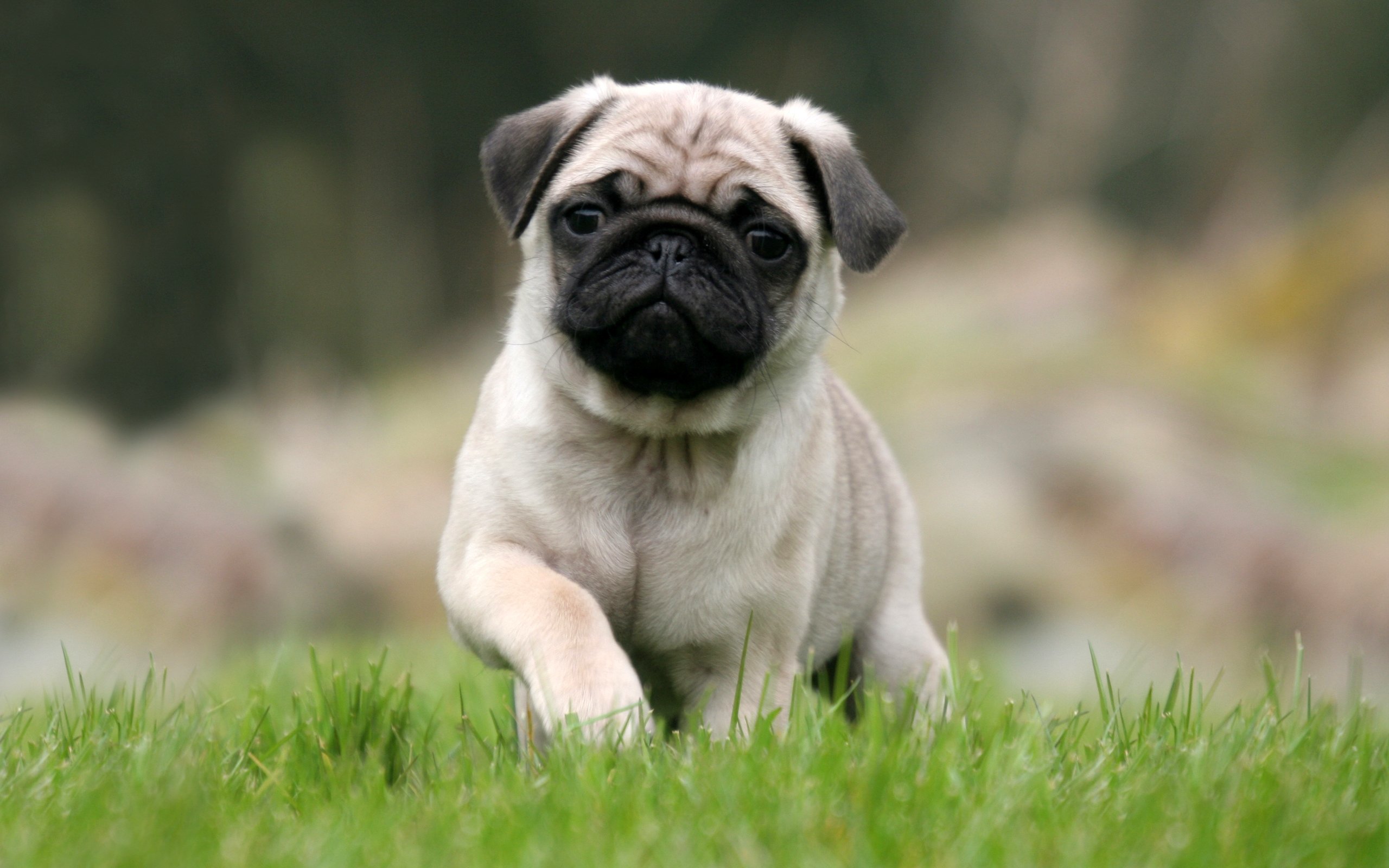 Pug breed logo