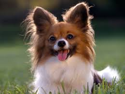 Papillon de paseo