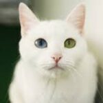 Анатолийская кошка