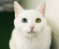 Porträt einer weißen Anatoli-Katze
