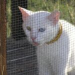 Анатолийская кошка
