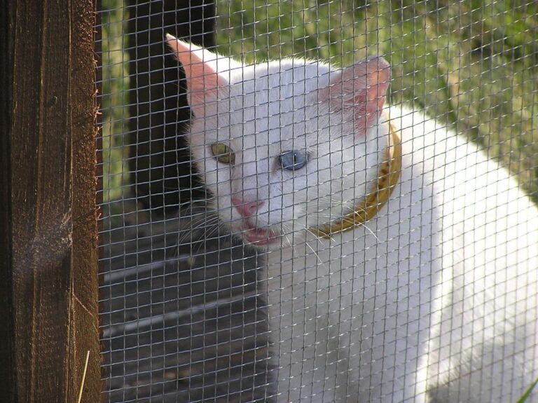 Rot-weiße Anatoli-Katze blickt in die Kamera