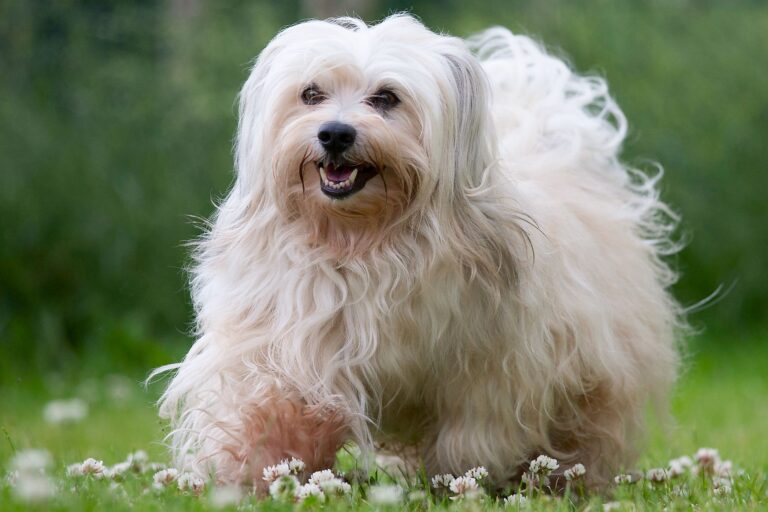 Bichon Havanez