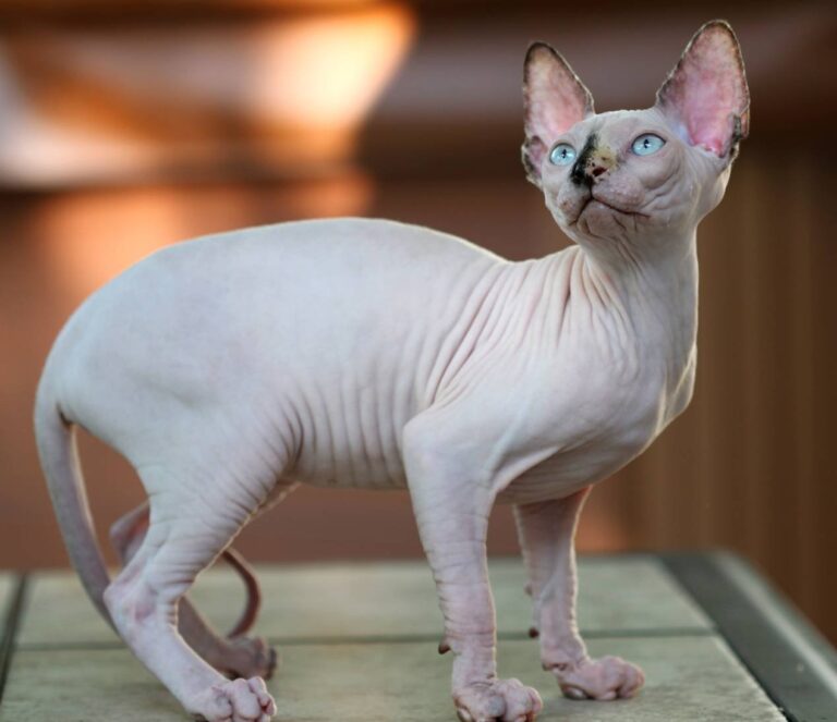 Don Sphynx