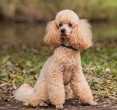Caniche (Miniature ou Nain) — photo 6