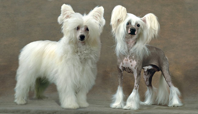 Cão de Crista Chinês nu e Powderpuff lado a lado
