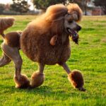 Caniche Mediu