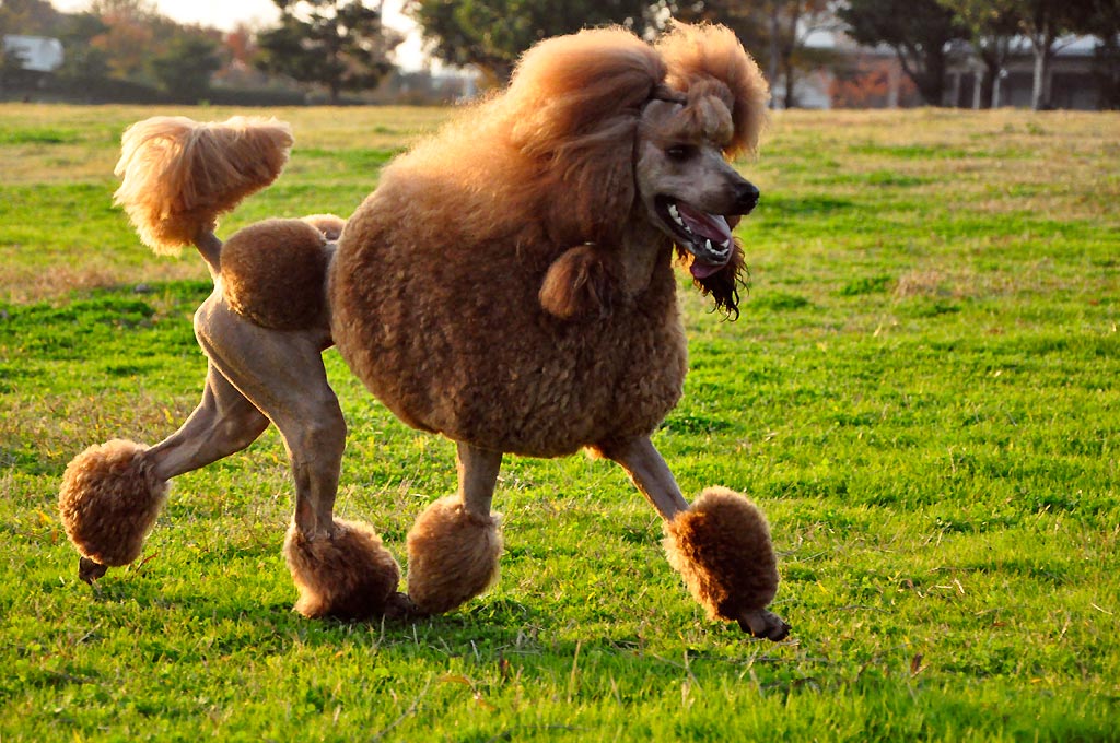 Medium Poodle — photo 8