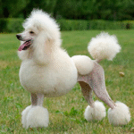 Caniche Mediu