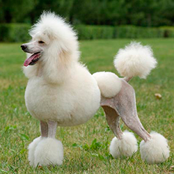 Medium Poodle