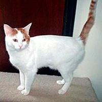 Anatoli-Katze mit blauen Augen