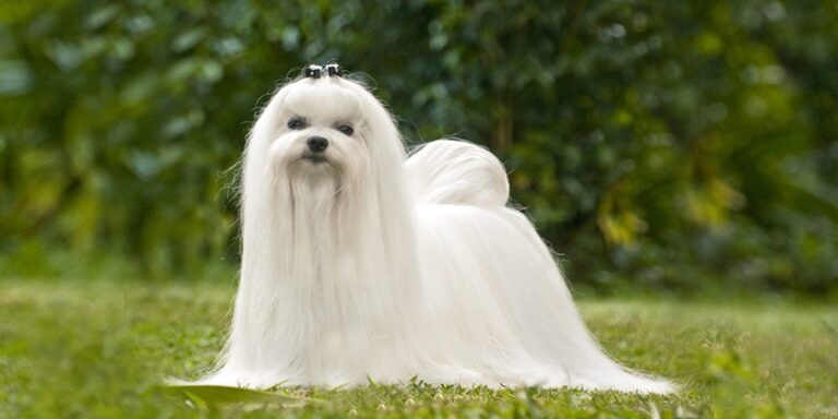Maltese