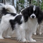 Continental Toy Spaniel (Phalène)
