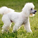 Caniche Mediu