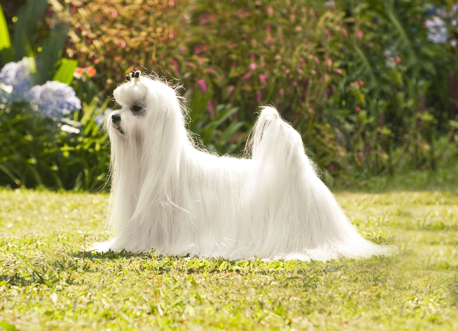 Maltese