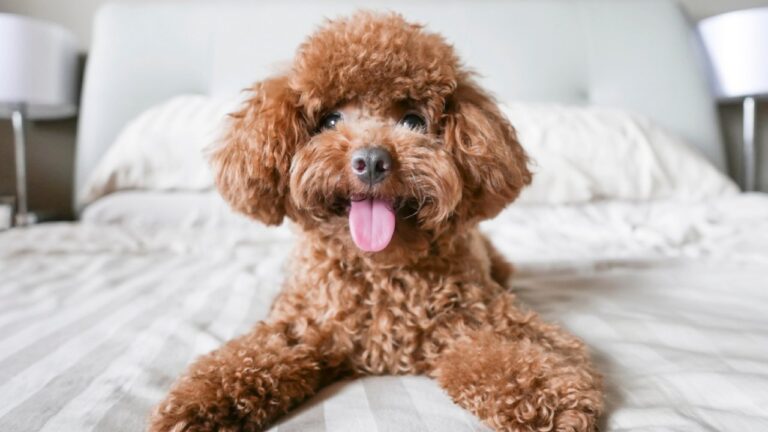 Caniche Toy