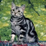 Asiatische Tabby-Katze