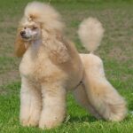 Caniche Mediu