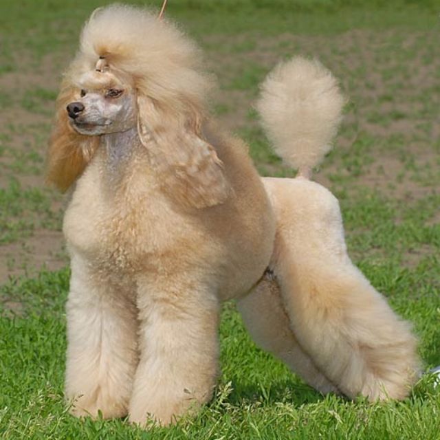 Medium Poodle — photo 3