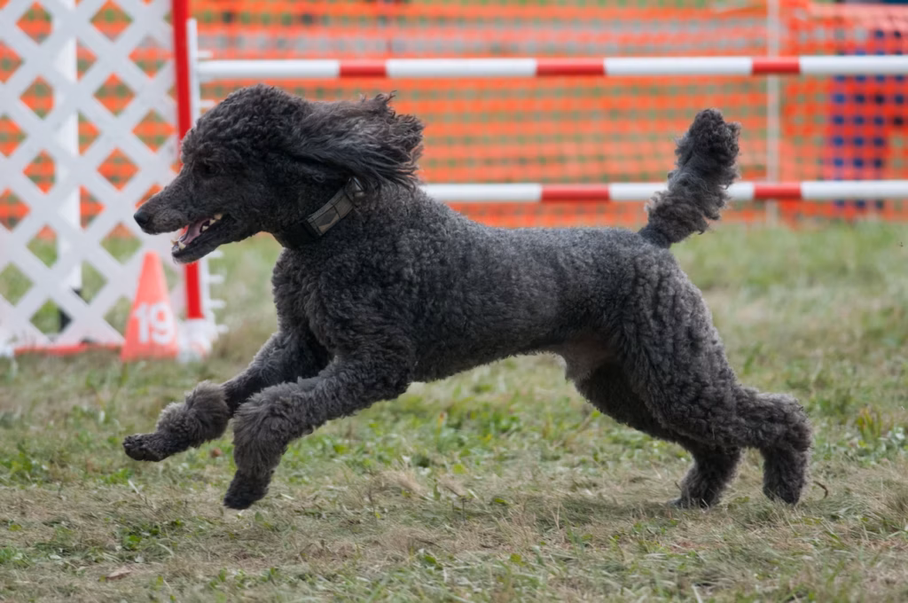 Medium Poodle — photo 7