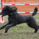 Caniche Mediu