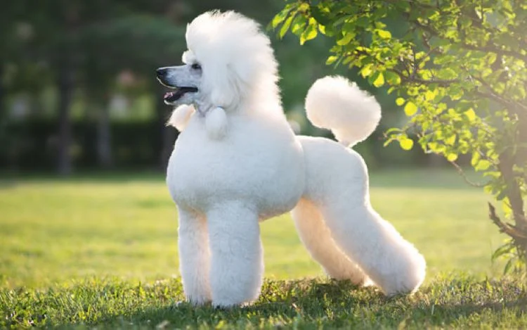 Medium Poodle — photo 2