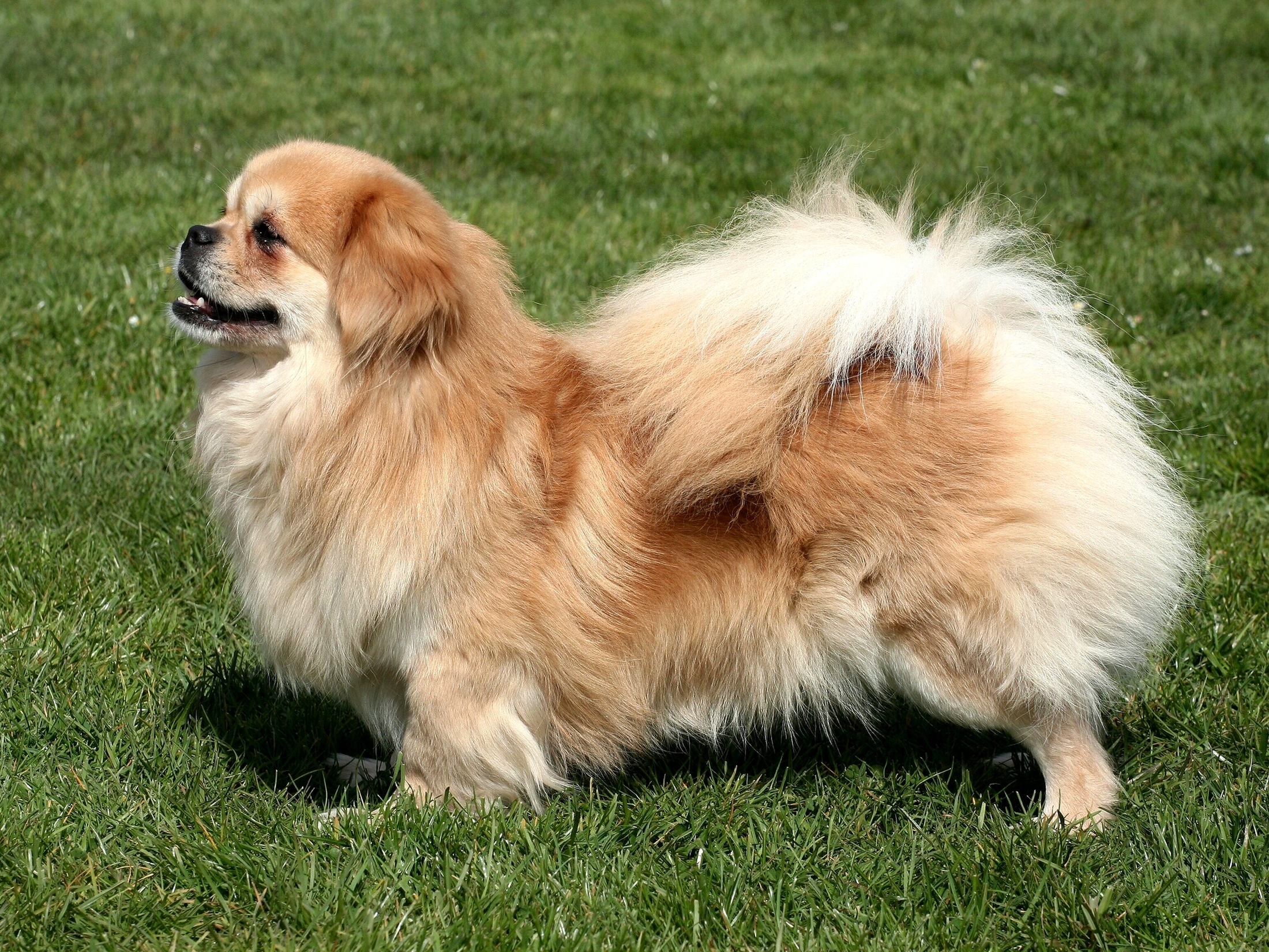 Spaniel tybetański