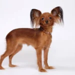 Petit Chien Russe à poil long