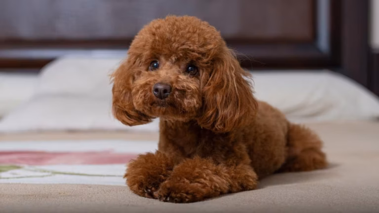 Caniche Toy