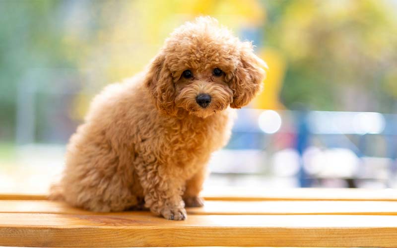 A Toy Poodle being groomed