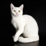 Анатолийская кошка