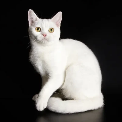 Weiße Anatoli-Katze sitzt auf Felsen