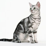 Asiatische Tabby-Katze