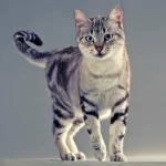 Asiatische Tabby-Katze