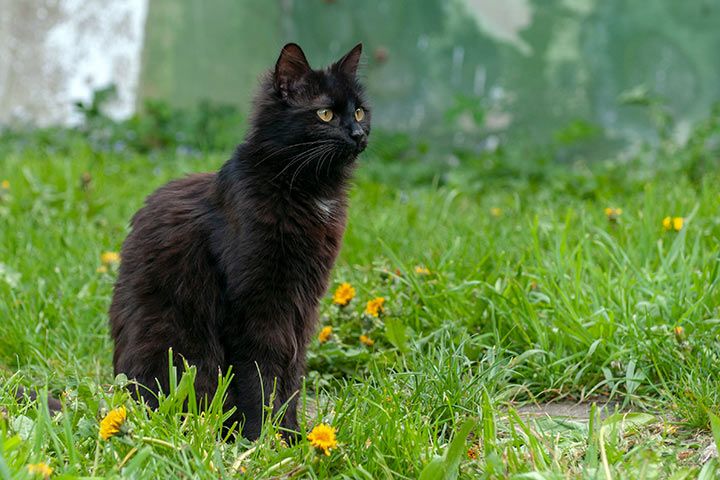 Gato York Chocolate deitado
