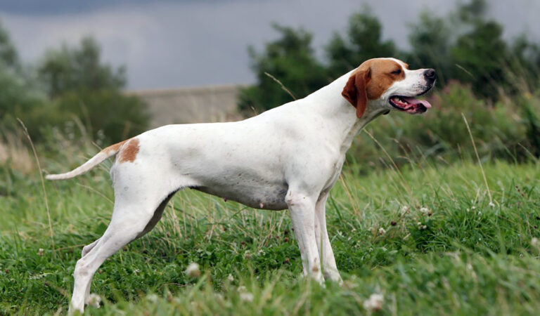 Pointer Anglais