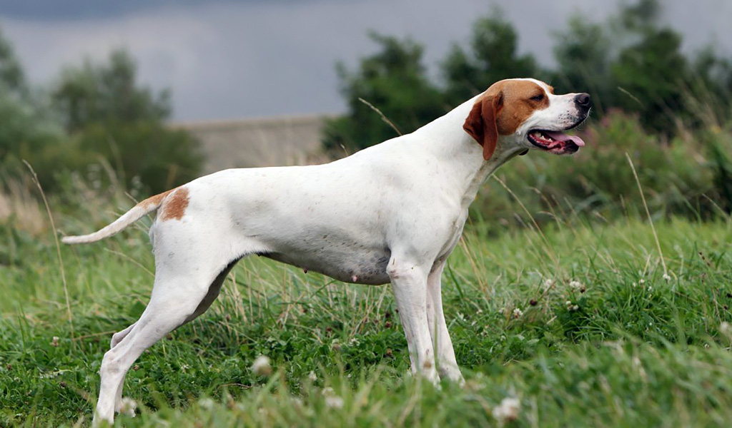 Pointer anglais dans l'herbe