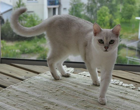 Бурмилла — Плюсы и минусы породы