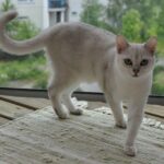 Burmilla