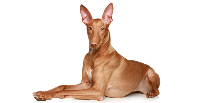 Chien du Pharaon