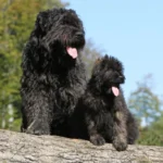 Bouvier des Flandres
