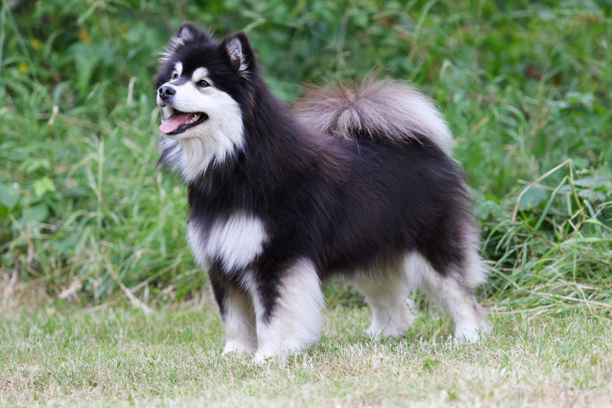 Lapphund Finlandez