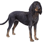 Coonhound noir et feu