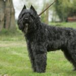 Bouvier des Flandres