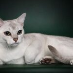 Burmilla