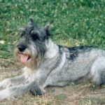 Schnauzer Standard (Mittelschnauzer)