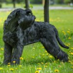 Schnauzer Pitic